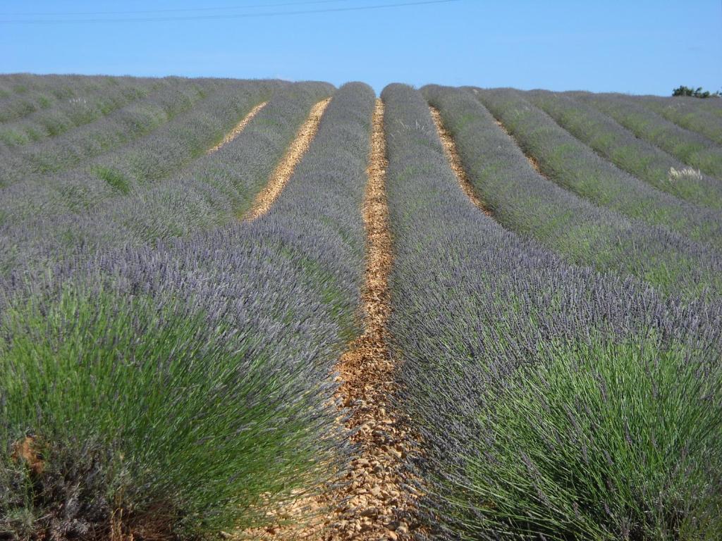 Alojamento de Acomodação e Pequeno-almoço Les Jardins De L'ermitage Les Salles-sur-Verdon